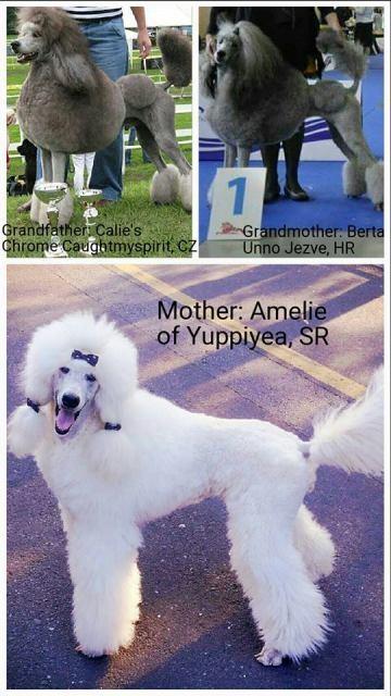 STANDARD-pudle-