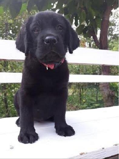 Labrador-Retriver--žensko-štene