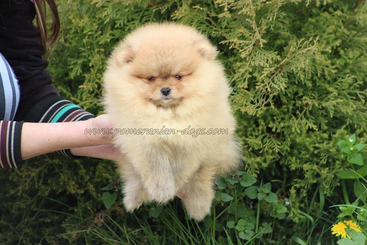 Pomeranski-spic-Boo-stenci