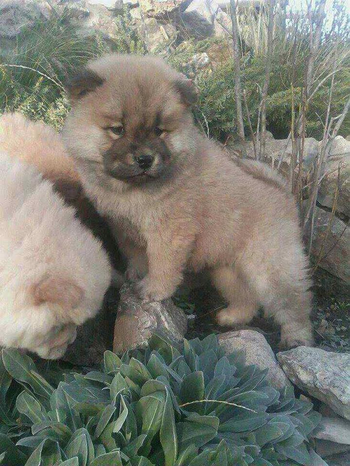 Chow-chow-cau-cau-stenad