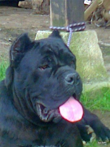 Cane-Corso---odlicna-stenad