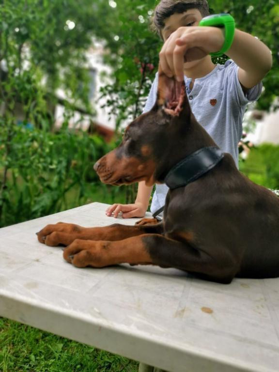 Dobermann-štenad