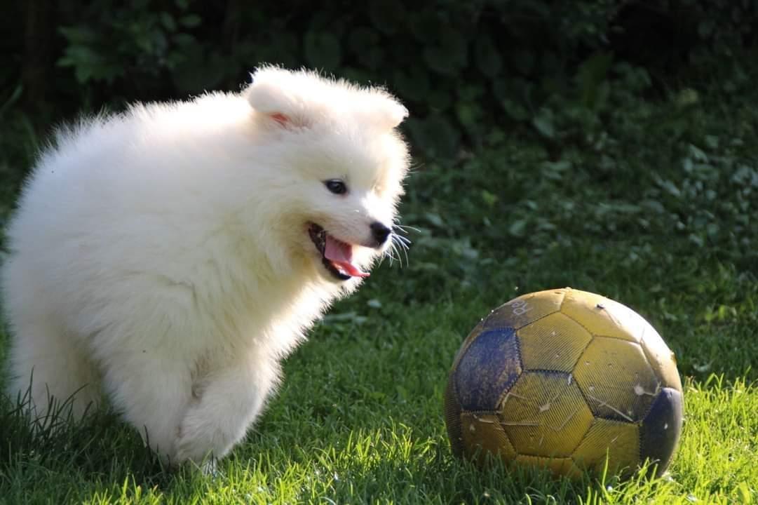 Samojed