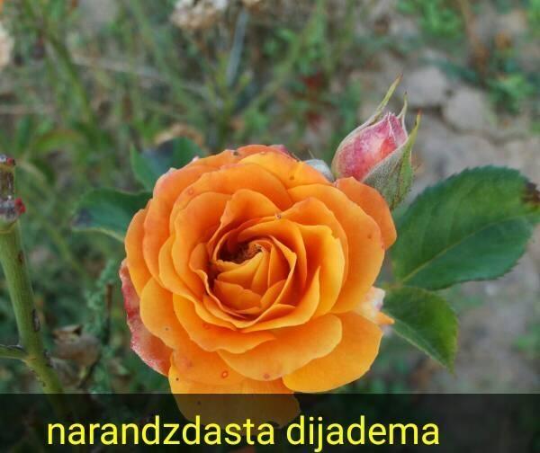 Ruze