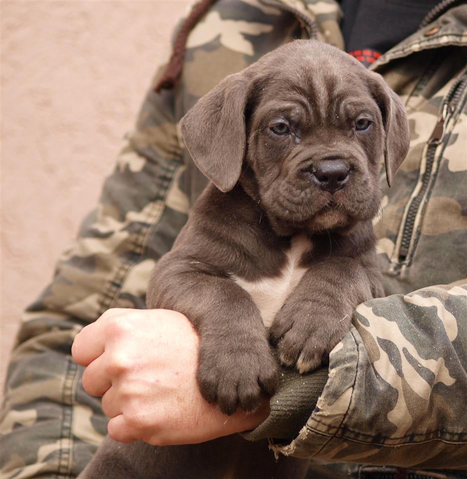 Cane-Corso-Stenci