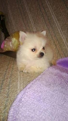 Pomeranski Spic Boo stenci