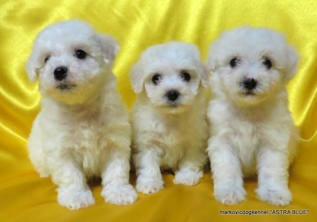 Kovrdzavi Bishon Frise, stenad