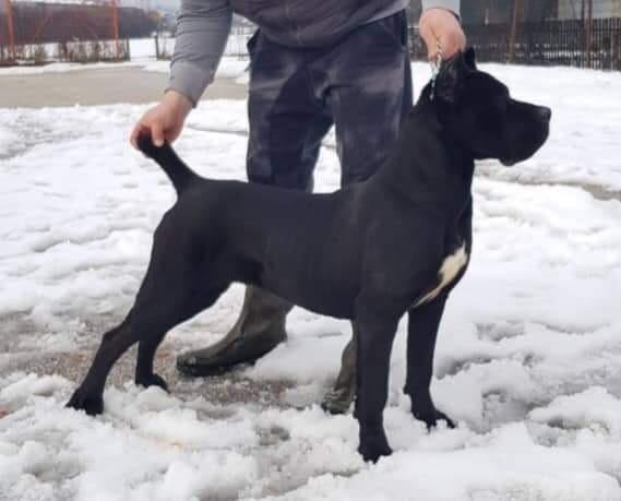 Cane-corso-stenci