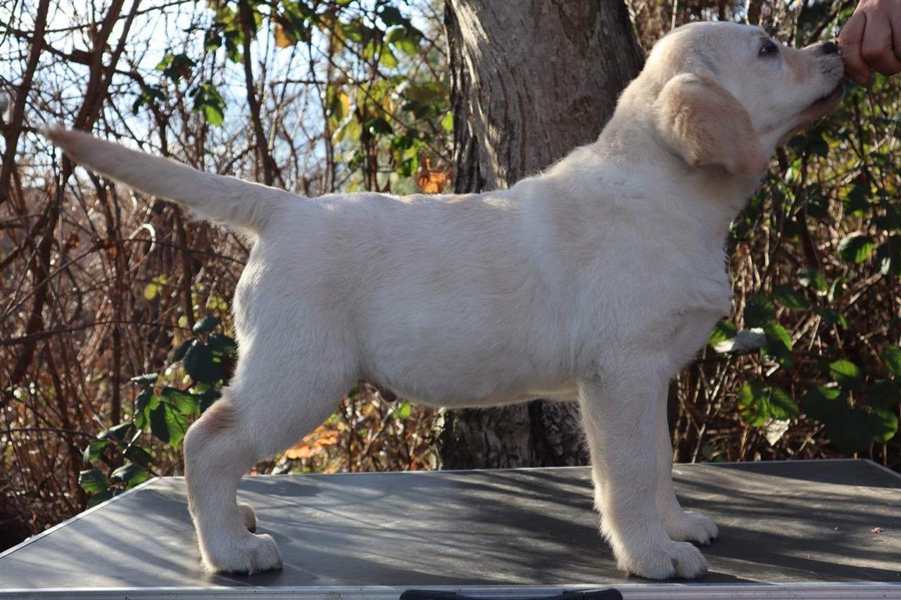 Labrador-Retriver-štene