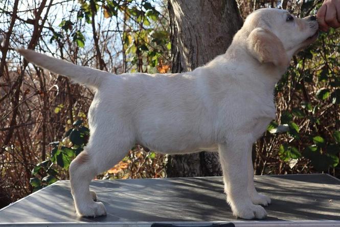 Labrador Retriver štene