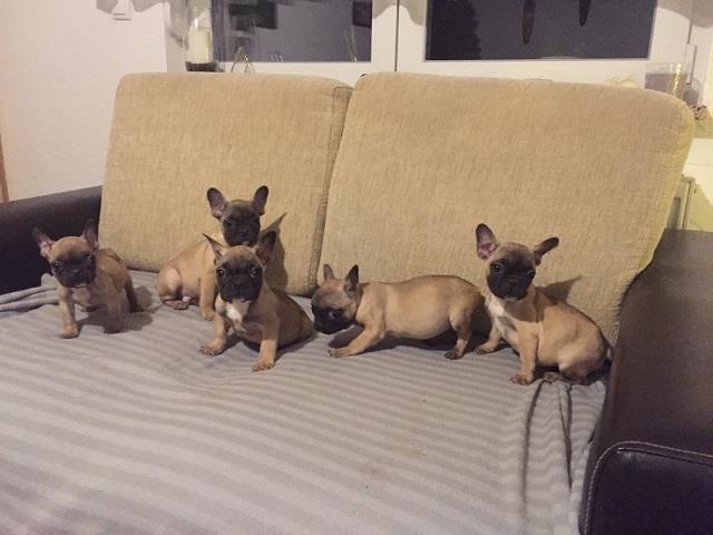 Francuski-buldog-stenci