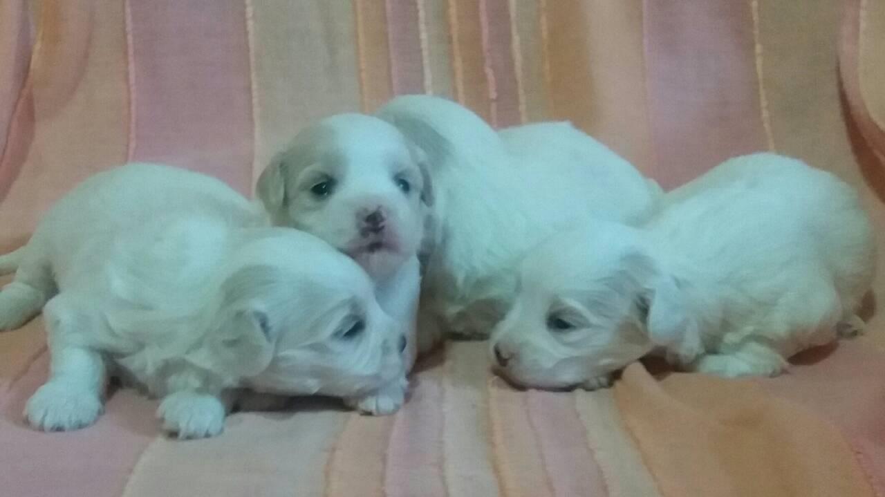 Coton-de-Tulear-Tulearski-pas
