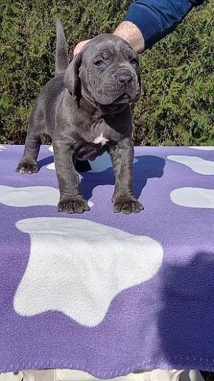 Cane-corso-stenci-sive-boje