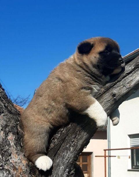 Američka-Akita--štenci