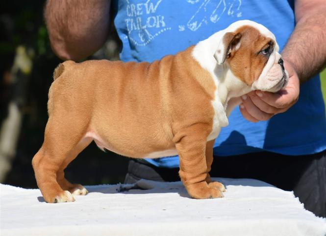 Engleski buldog