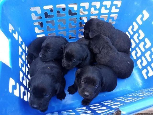 Labrador-Retriver-štenci-