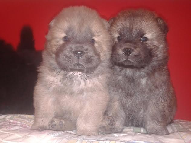 Chow-chow-stenad