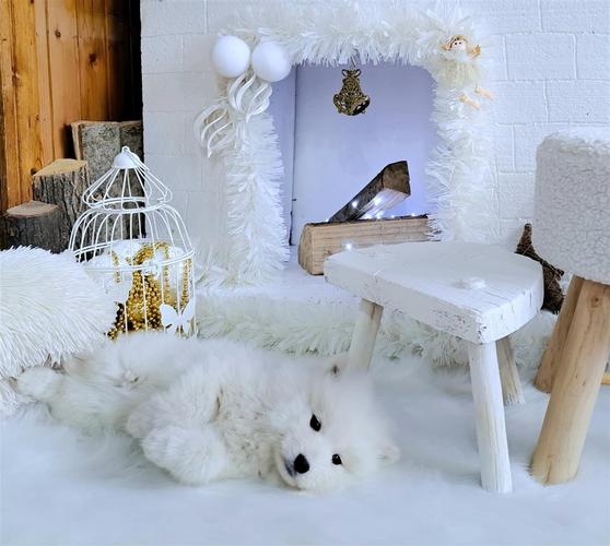 Samojed