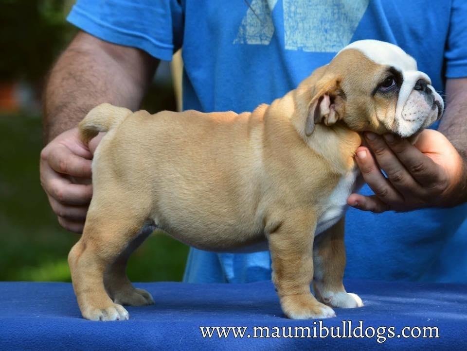 Engleski-Buldog