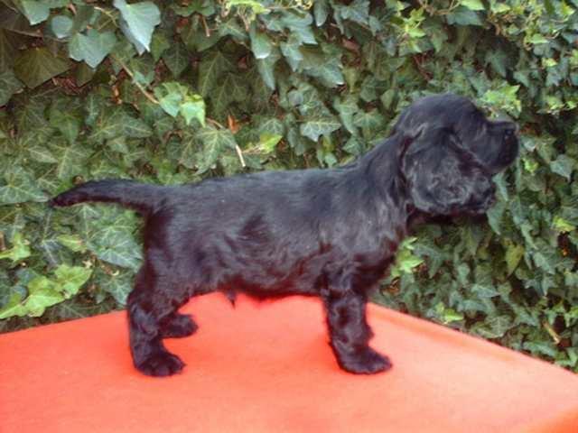 Koker-Spanijel-