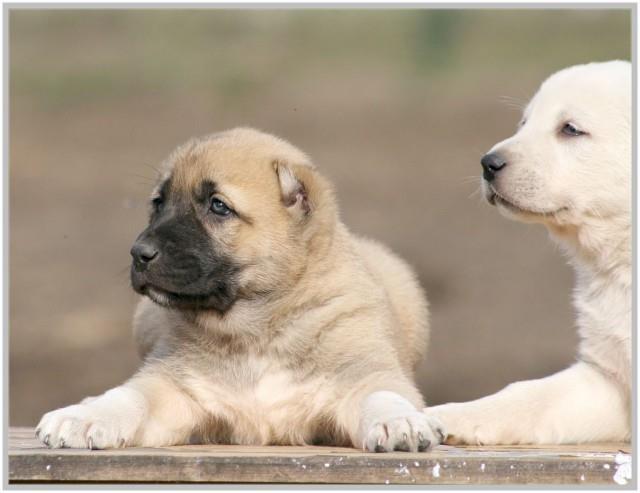 Turski-kangal-stenci