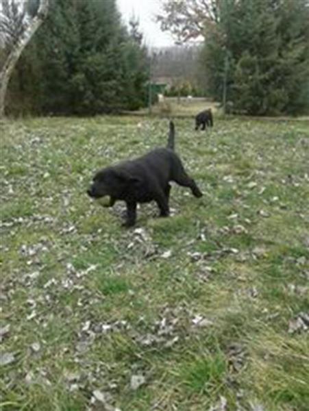 Labrador-Retriver-štenad-