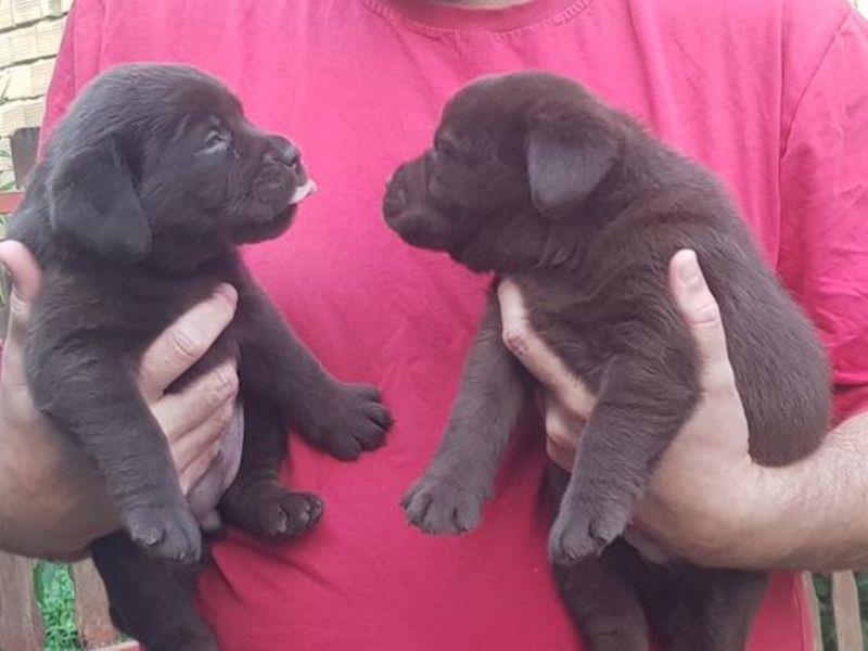 LABRADOR-RETRIVER-čokoladni-štenci-