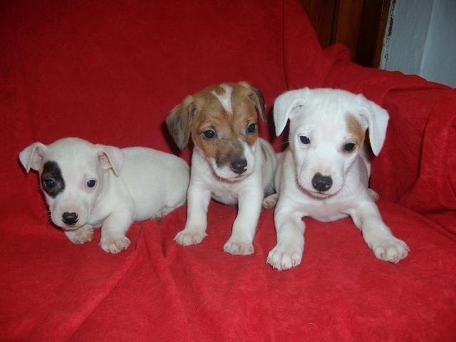 Jack-Russel-Terrier--stenad