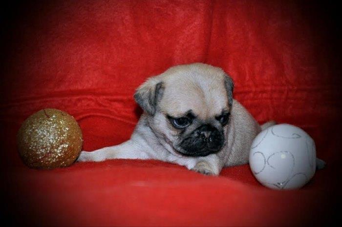 Mops-