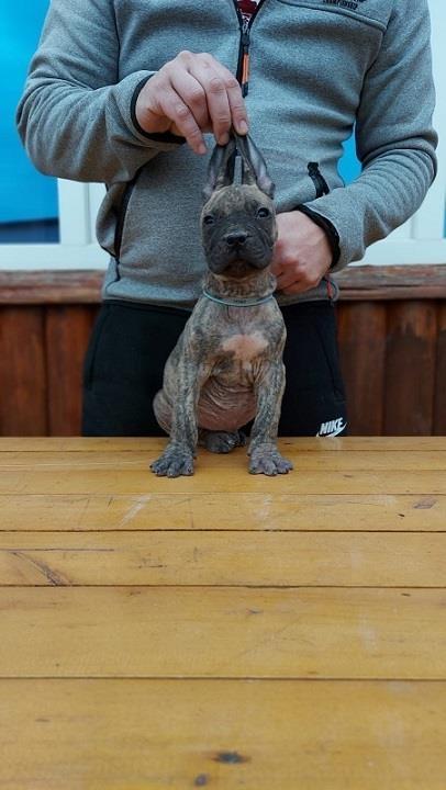 Presa-Canario-štenci