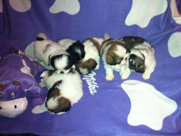 Shi tzu stenci