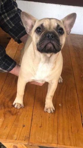 Francuski Buldog