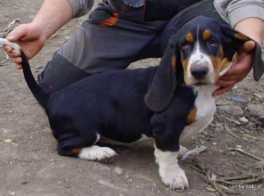 Basset-Hound-baset