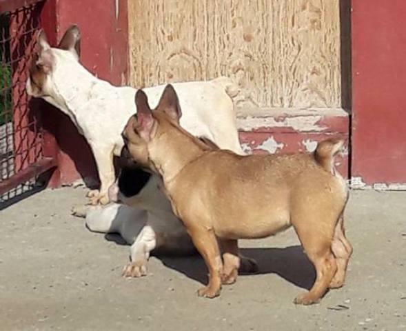 Francuski-buldog--zenke