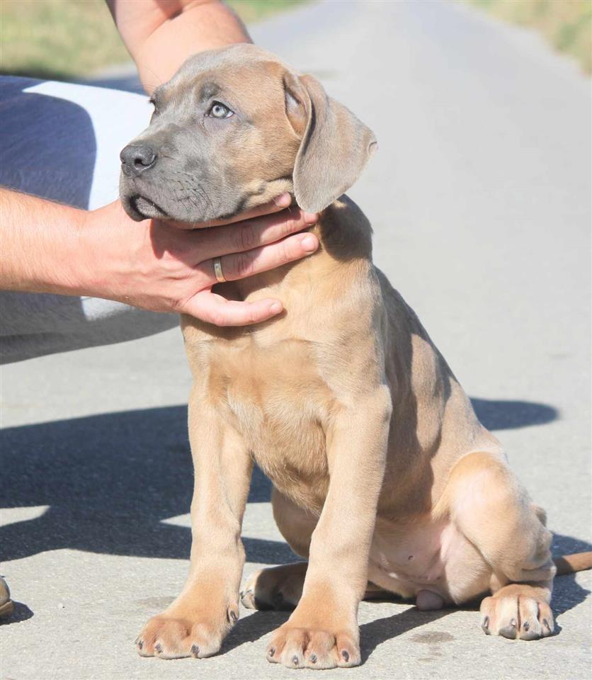 Cane-Corso-štenci-