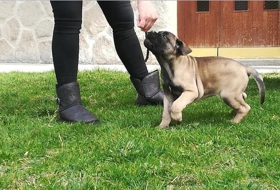 Bullmastiff-štenci