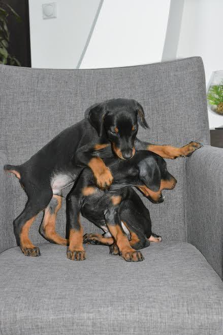Doberman-stenci-