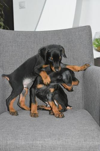 Doberman stenci 
