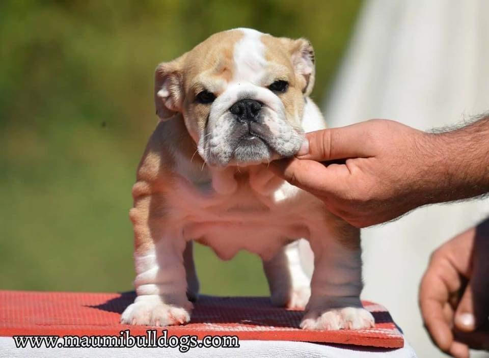 Engleski-buldog