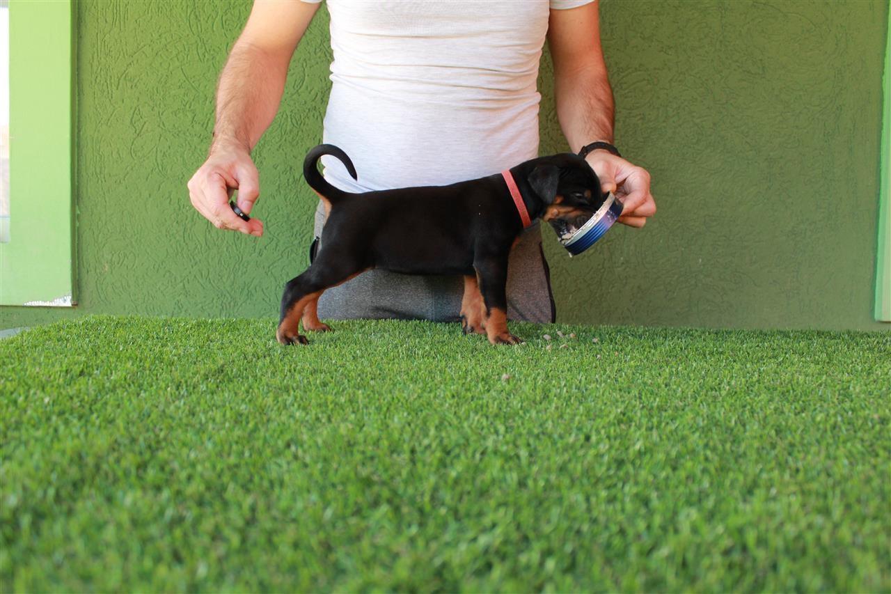 Doberman-stenci-