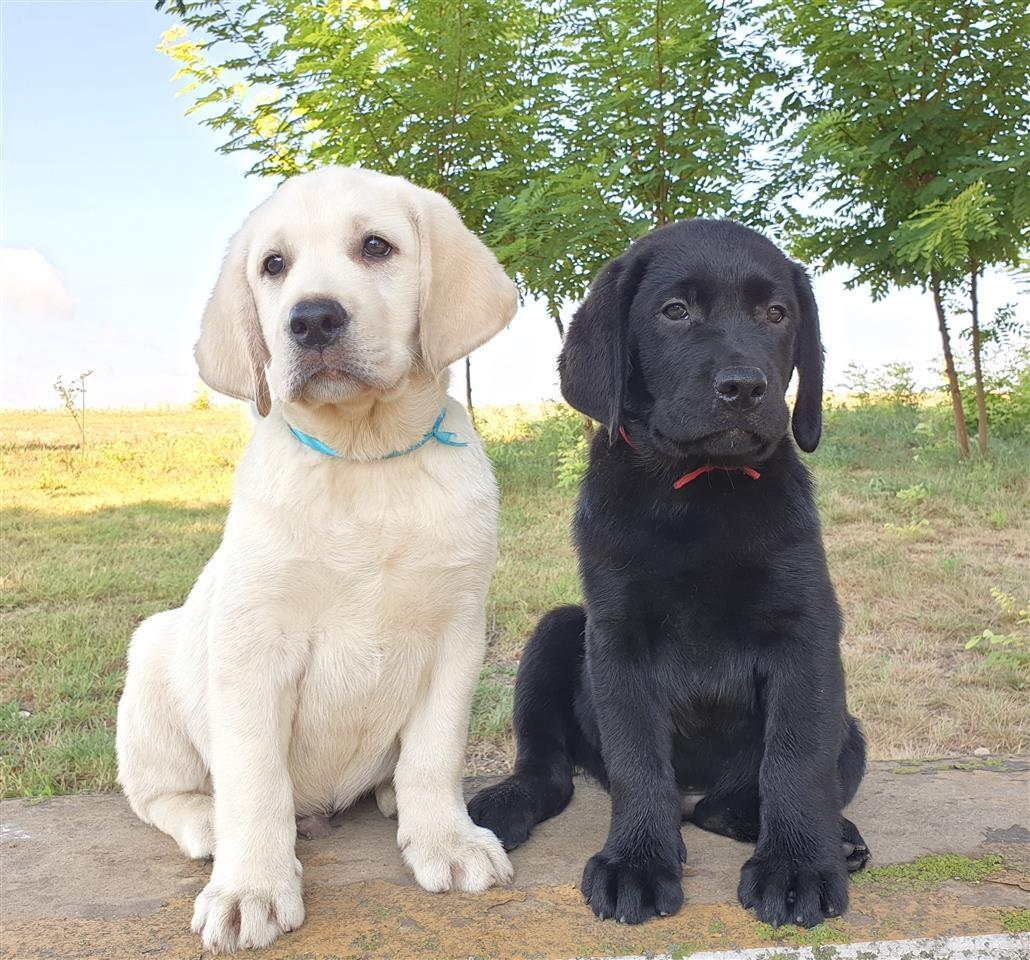 Izuzetna-štenad-Labrador-Retrivera