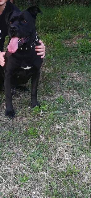 Cane-Corso--štenci