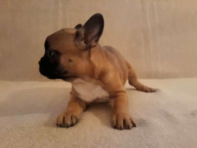 Francuski-buldog--stenad