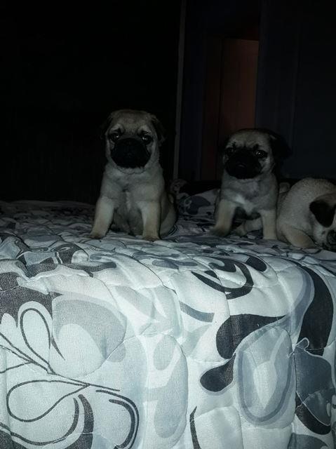 Mops-stenci