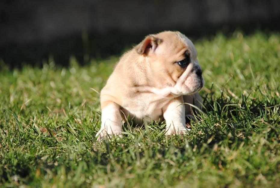 Engleski-buldog-