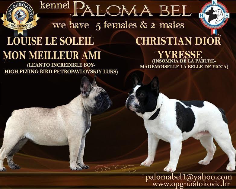 Francuski-buldog--vrhunska-štenad