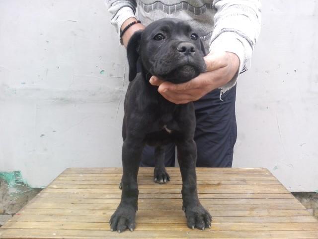 Cane-corso-stenci
