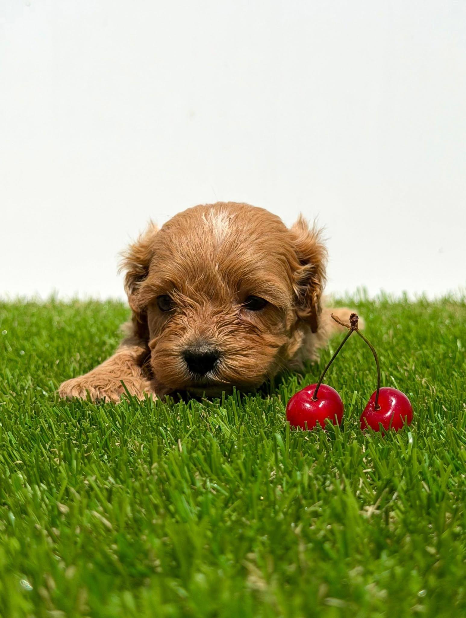 Cavapoo-Kavapu--cavalier-king-charles-spaniel-+-pudla-