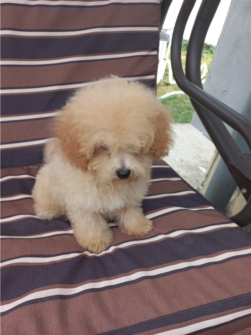 Maltipoo