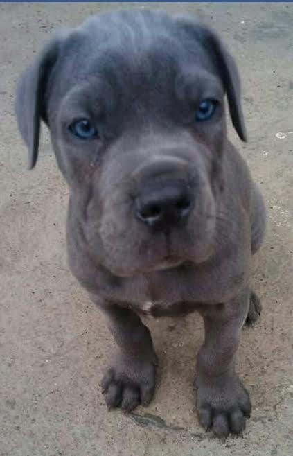 Cane-Corso-stenci